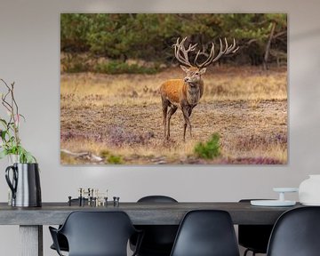 Edelherten op de Hoge Veluwe, Nederland van Gert Hilbink