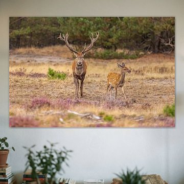 Red deer on the Hoge Veluwe, Netherlands