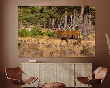 Red deer on the Hoge Veluwe, Netherlands by Gert Hilbink