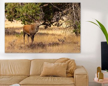 Red deer on the Hoge Veluwe, Netherlands by Gert Hilbink