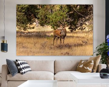 Red deer on the Hoge Veluwe, Netherlands by Gert Hilbink