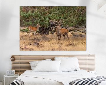 Red deer on the Hoge Veluwe, Netherlands by Gert Hilbink