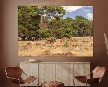 Red deer on the Hoge Veluwe, Netherlands