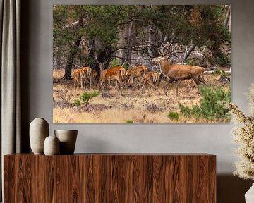 Red deer on the Hoge Veluwe, Netherlands by Gert Hilbink