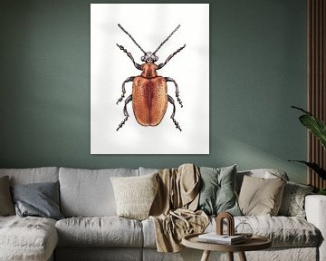 Red beetle illustration