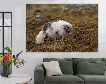 Polarfüchsin spielt im Frühling einen kleinen Löwe von AylwynPhoto