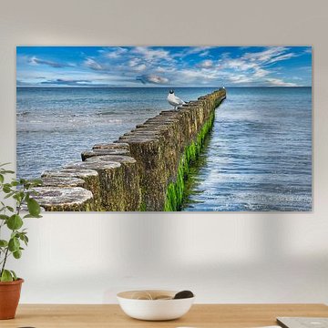 Buhne in Zingst on the Baltic Sea reaching into the sea