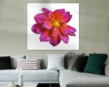 Macro of a dahlia flower on white background by ManfredFotos