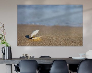 Open shell on beach by Frank Herrmann