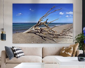 Oude boom - wrakhout op het strand van Frank Herrmann