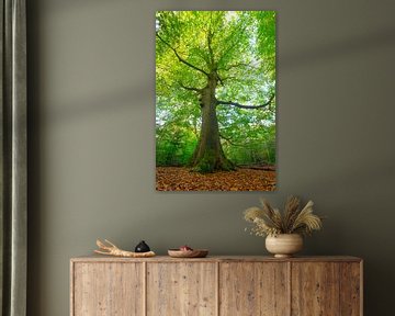 Old Beech tree in a beech tree forest by Sjoerd van der Wal Photography