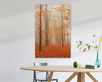 Path through a foggy Beech tree landscape during a beautiful fall morning by Sjoerd van der Wal Photography