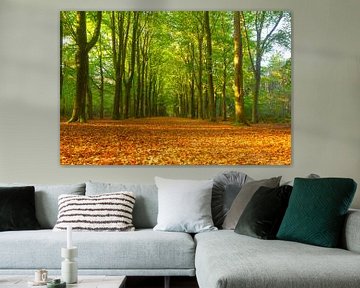 Chemin à travers une forêt de hêtres avec des feuilles brunes sur le sol de la forêt. sur Sjoerd van der Wal Photographie