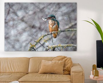 Kingfisher with prey by Daniel Elfert