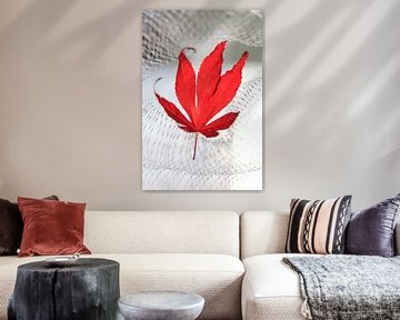 Red maple leaf (autumn)