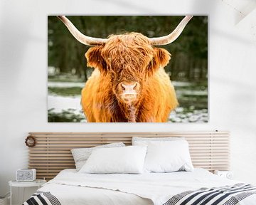 Schotse Hooglander in de sneeuw tijdens de winter in een bos van Sjoerd van der Wal Fotografie