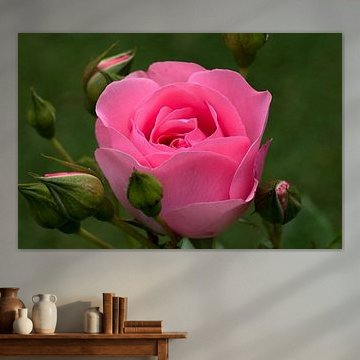 closeup of a pink rose with buds
