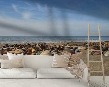 Schelpen op het strand - Brouwersdam