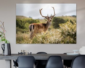 Fallow deer in the dunes by Durk-jan Veenstra