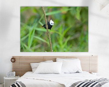 Le tyran à tête blanche. Comment ça tyran ?