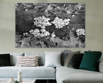 Toadstool en noir et blanc. sur Jose Lok