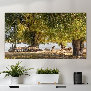 Konik-Pferde suchen Schatten unter Bäumen