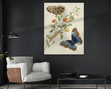 Zweig der Westindischen Kirsche mit Achilles-Morpho-Schmetterling, Maria Sibylla Merian