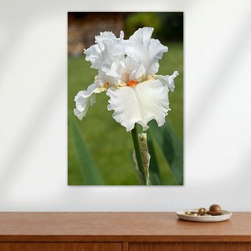 Iris, Iris barbata sur Alexander Ludwig