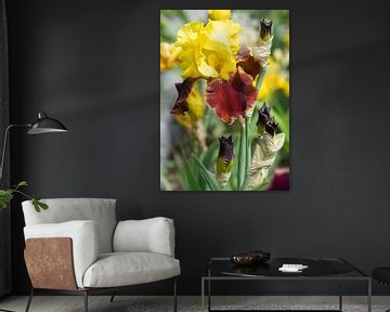 Schwertlilien, Iris barbata