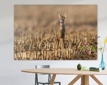 Vrouwelijk hert staand op een geoogst maïsstoppelveld van Mario Plechaty Photography