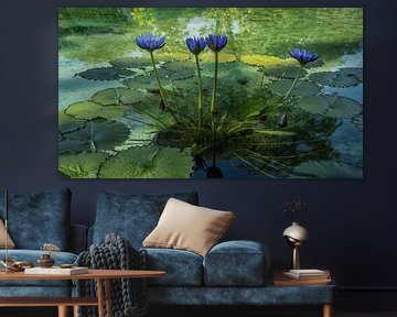 Blue lilies in a pond by Rick Van der Poorten