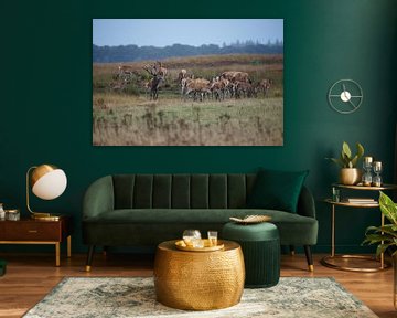 Herd of deer during rut by Co Bliekendaal