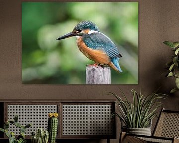 Kingfisher by Lies Bakker