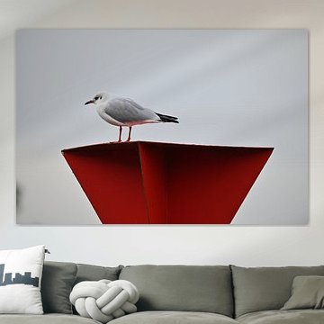 gull