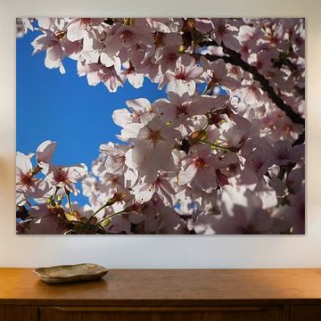 Blossom against blue sky