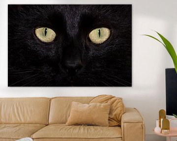The black cat's innocent eyes by Jessalyn Nugteren