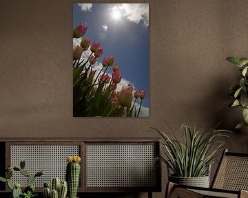 tulpen in het zonlicht