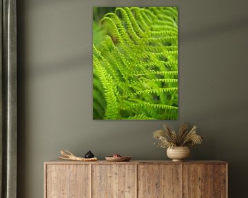 Grüner Farn von Elize Kok