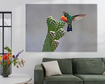 kolibrie van gea strucks
