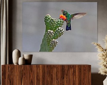 kolibrie van gea strucks