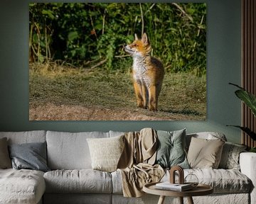 Der Fuchs und der Schmetterling von Richard Guijt Photography