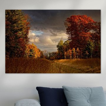 Couleurs d'automne et ciel hollandais sur la Veluwe