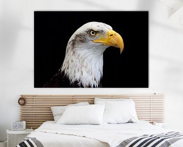 american bald eagle portret by gea strucks