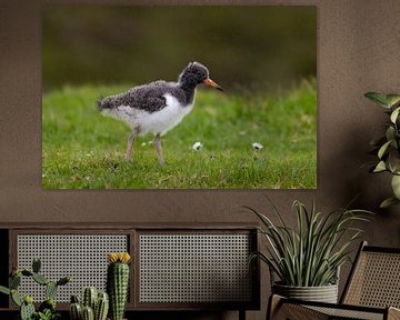 Scholekster juveniel op verkenning Faeröer eilanden van AylwynPhoto