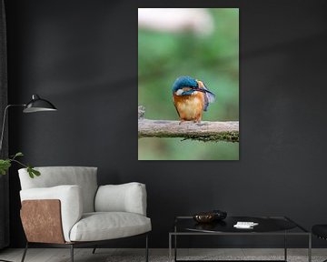 IJsvogel (Alcedo atthis) van Dirk Rüter