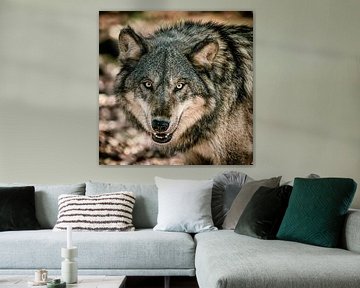 Wolf van Lars van de Goor