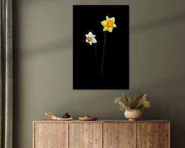 Daffodils by Jasper del Prado
