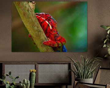 Chameleon climbing on a branch. by Dieter Fischer