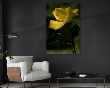eine gelbe Rose mit verschwommenem grünen Hintergrund von W J Kok