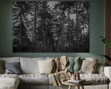 friesland dans les bois noir et blanc